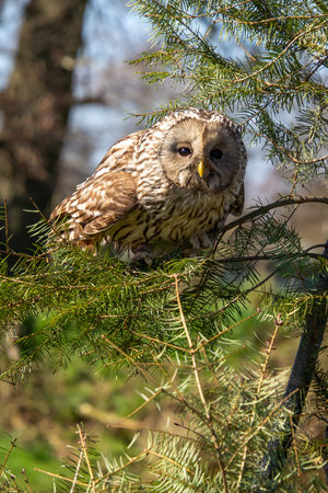 Ural owl in a pine tree, concentrade and ready for take-offの写真素材
