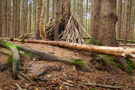 Fallen trees and a shelter cabin of branches