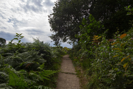 Forest landscape near Beek in the Achterhoek