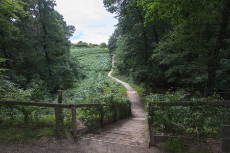 Forest landscape near Beek in the Achterhoek