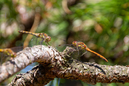 Three dragonflies on a tree branch