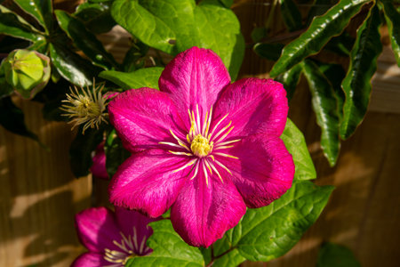 A pink passionflower in the late summerの写真素材
