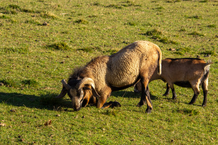 A mouflon ram bending down in the meadow