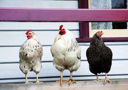 Free Range Poultry on a Porchの写真素材
