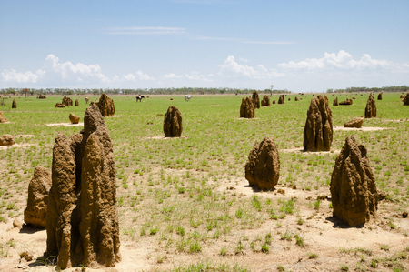 Termite Mounds - Australiaの写真素材
