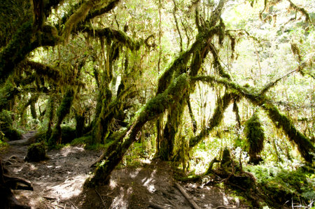 Enchanted Forest - Queulat National Park - Chile