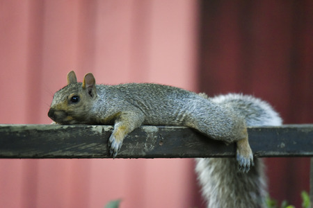 Lazy Squirrelの写真素材