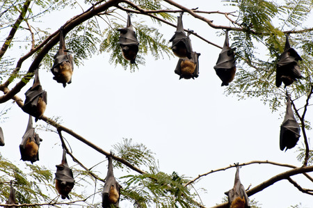 Indian Flying Foxes - Sri Lankaの写真素材