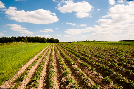 Potato Plantation