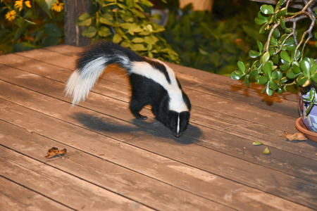 Skunk in Backyard Patioの写真素材