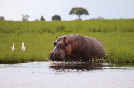 Hippopotamus - Chobe National Park - Botswanaの写真素材