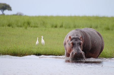 Hippopotamus - Chobe National Park - Botswanaの写真素材