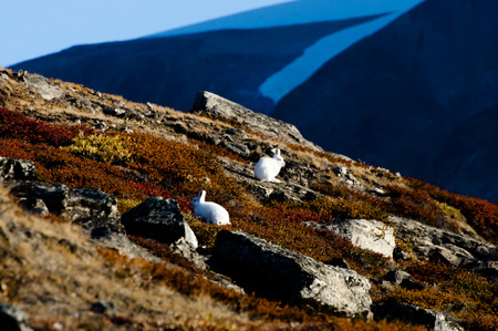 Arctic Hares - Greenlandの写真素材