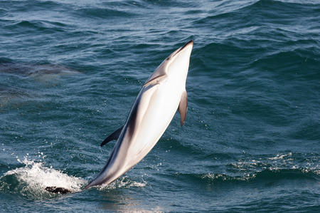 Jumping Dolphin - Kaikoura - New Zealandの写真素材