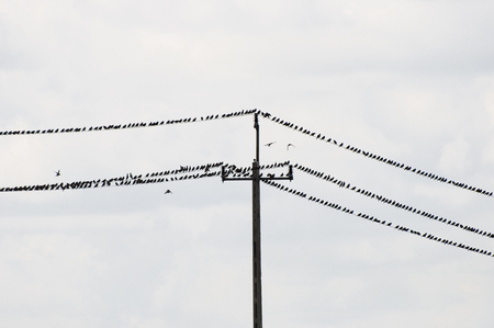 Birds on an Electric Cableの写真素材