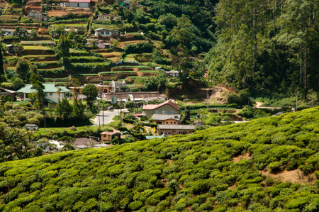 Tea Plantation - Sri Lankaの写真素材