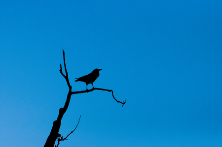 Crow Silhouetteの写真素材