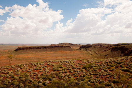 Spinifex Plants - Outback Australiaの写真素材