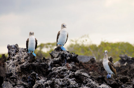Blue Footed Boobies - Galapagos - Ecuador