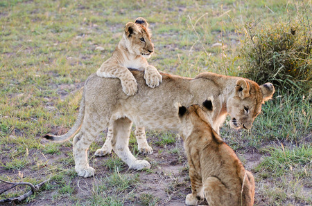 Lion Cubs with Mother - Masai Mara - Kenyaの写真素材