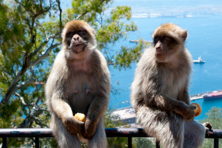 Barbary Macaques - Gibraltarの写真素材