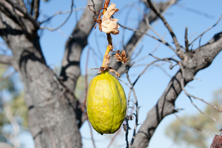 Yellow Kapok Fruit - Kimberley - Australiaの写真素材