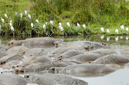 Hippopotamus Group - Serengeti - Tanzaniaの写真素材