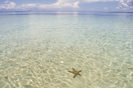 Starfish - Zanzibar - Tanzaniaの写真素材