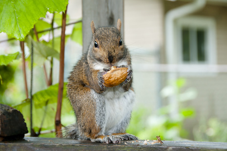 Wild Grey Squirrel Eating a Walnutの写真素材