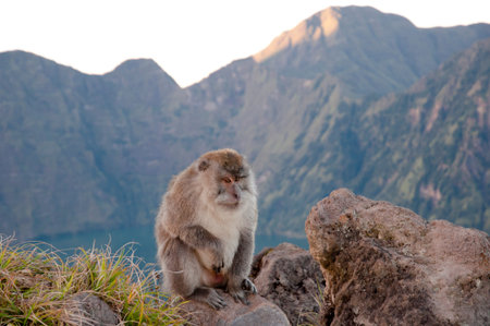 Macaque - Rinjani Caldera - Indonesia