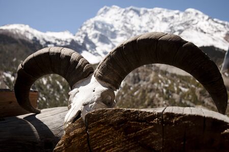 Yak Horns - Nepalの写真素材