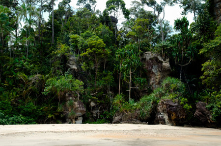 Bako National Park - Borneo - Malaysiaの写真素材
