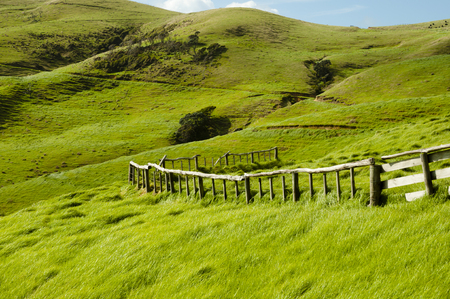 Sheep Pasture - Port Jackson - New Zealandの写真素材