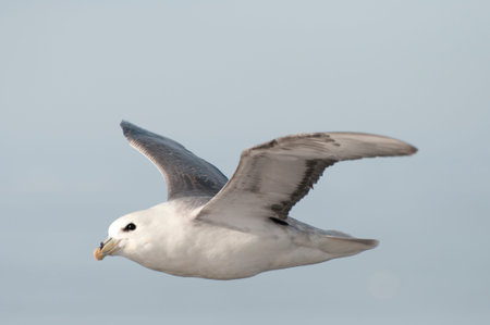 Arctic Skua - Greenlandの写真素材