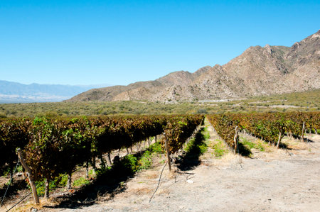 Vineyard - Cafayate - Argentinaの写真素材