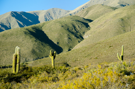 Cardon Cactus - Argentinaの写真素材