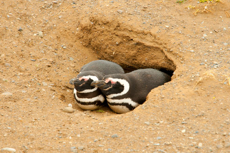 Penguins.の写真素材
