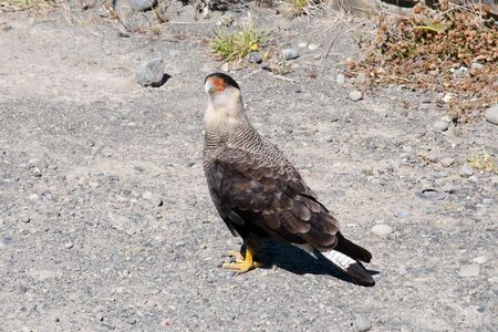 Southern Crested Caracara Falcon - Argentinaの写真素材