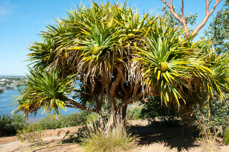 Pandanus Aquaticus Treeの写真素材