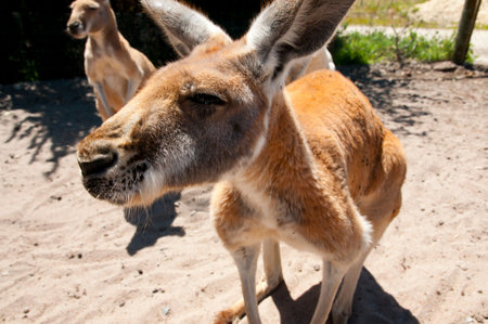 Western Grey Kangarooの写真素材
