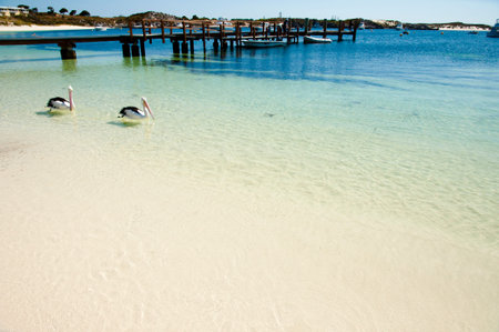 Australian Pelicans - Rottnest Islandのeditorial素材