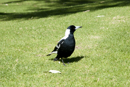 Australian Magpieの写真素材