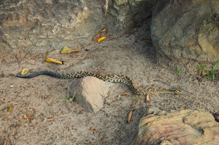 Rattlesnake - Venezuela