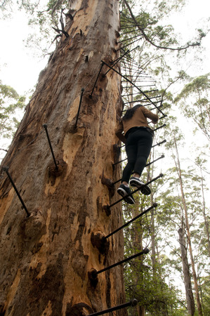 Gloucester Tree Climb - Pemberton - Australiaの写真素材