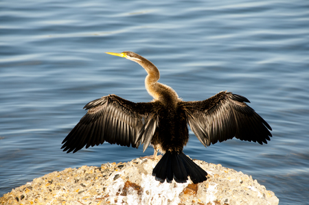 Australasian Darter Bird - Perth - Australiaの写真素材
