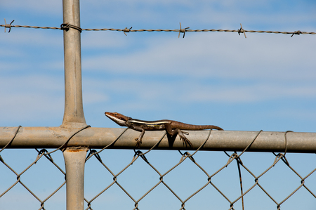 Lophognathus "Ta Ta" Lizard - Western Australiaの写真素材