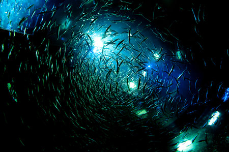Deep Fish Aquarium