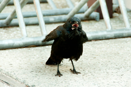 Australian Raven - Perth