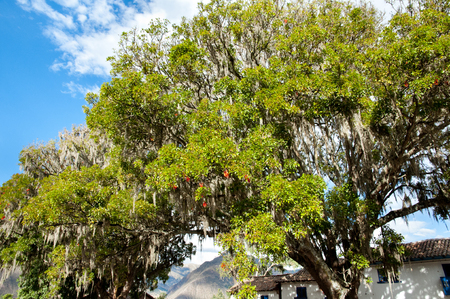 Pisonay Tree - Peruの写真素材