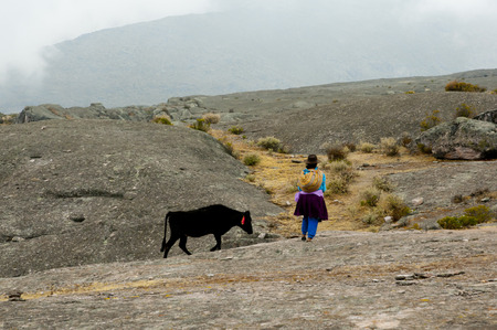 Cattle Herder in the Andes - Peruの写真素材
